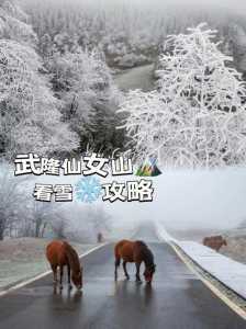 重庆武隆仙女山景区的春游攻略是什么?