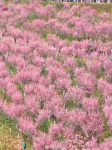 重庆免费赏花景点有哪些