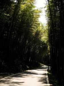 重庆永川茶山竹海旅游攻略，重庆永川茶山竹海景点？