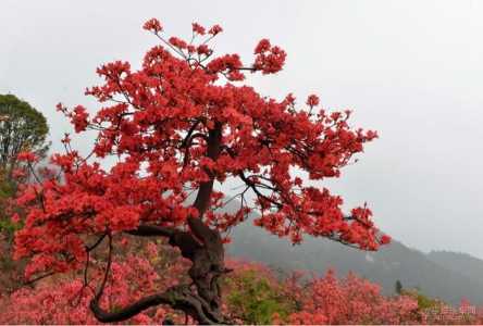 岳西自驾游四大红色景点攻略,寒假最适合带孩子一起去的岳西自驾游好去处...